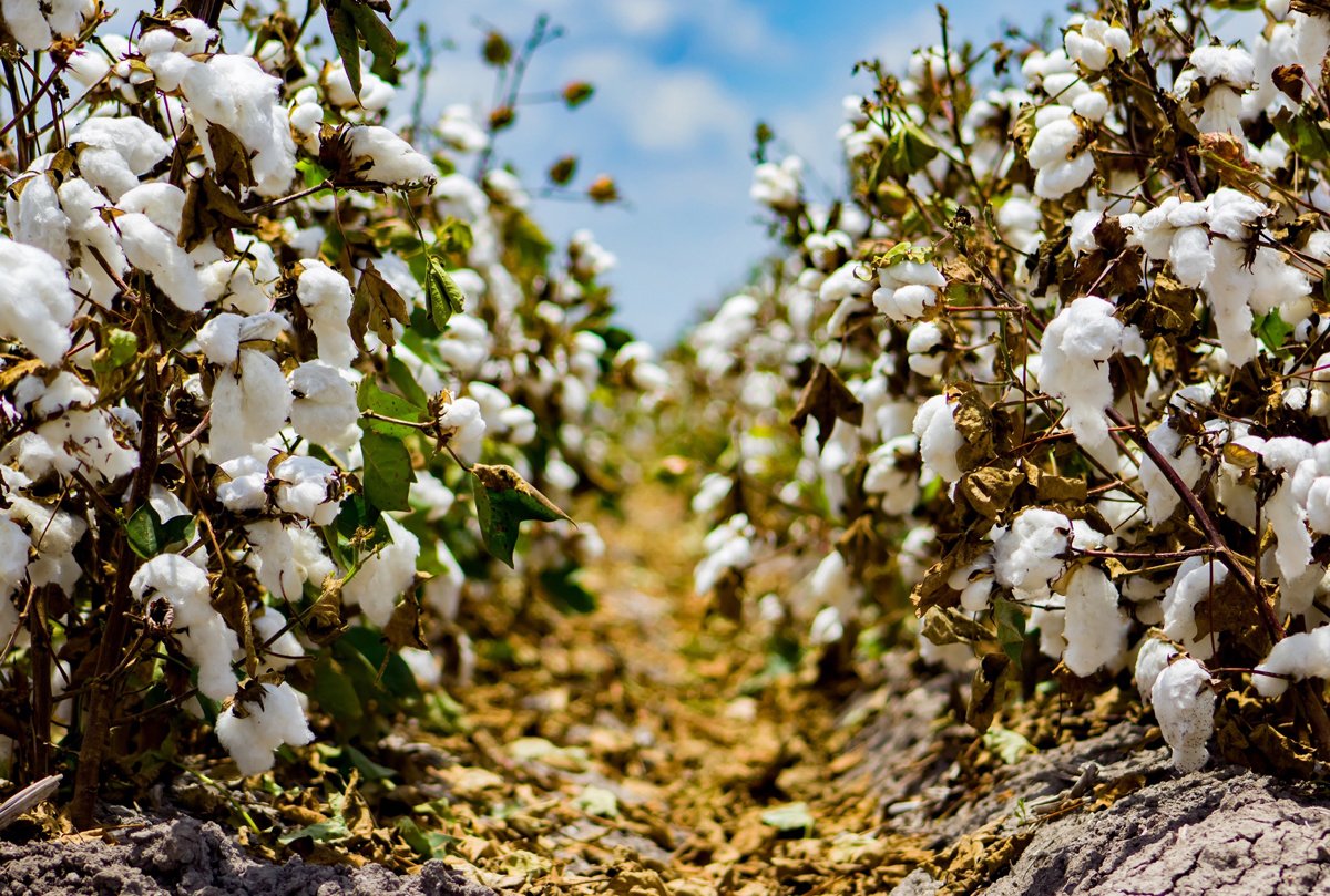 Nurturing Nature for a Sustainable Future